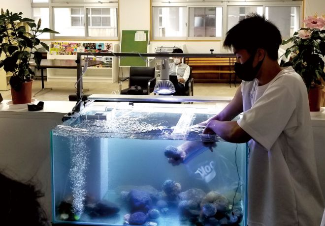 二ホンアワサンゴの研究